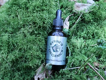 Birch Polypore Tincture in grass