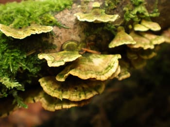Irish Turkey Tail