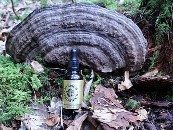 Artists Conk Tincture beside Artists Conk mushroom-2