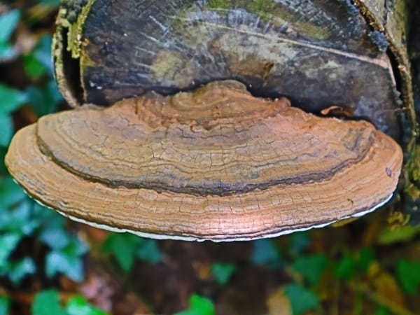 Artists Conk - Ireland