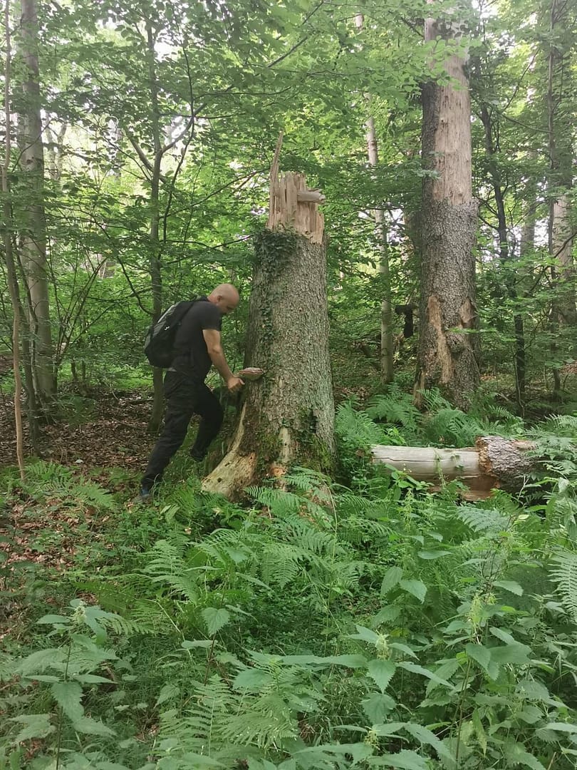 mushroom-picking-woods Mushroom gathering